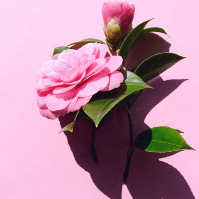 Pink Camellia