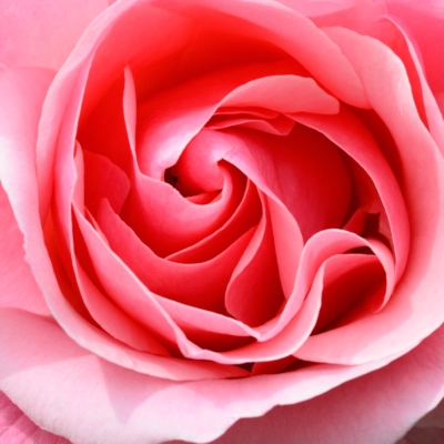 deep pink rose Deep Pink Rose
