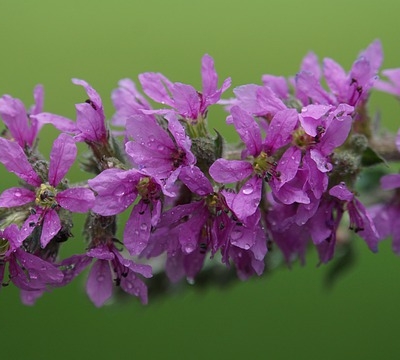 flowers-4342055_640